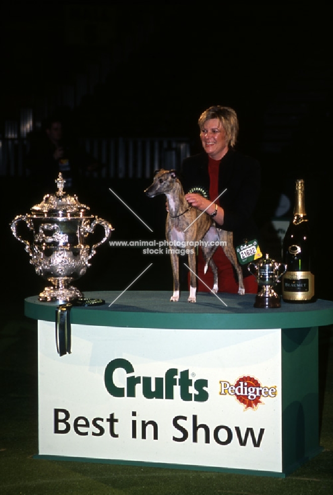 ch cobyco call the tune, whippet, winning  crufts bis, with owner, mrs lynn yacoby wright