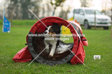 australian shepherd coming out from tunnel