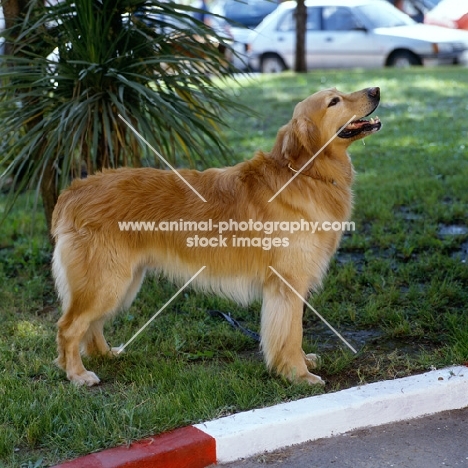 ch cato v silberberg,  hovawart standing on grass