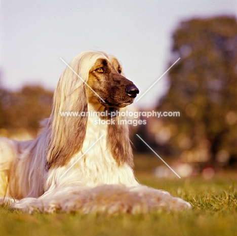 ch shere khan of tarjih, afghan hound lying on grass