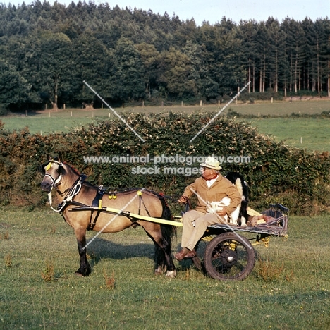 john holmes with his welsh mountain pony in greengrocers turnout 