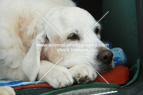 calm Golden Retriever