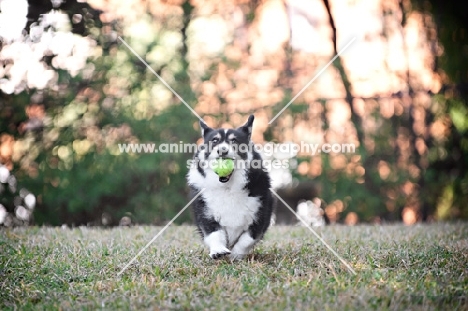 pembroke welsh corgi running toward camera with tennis ball in mouth