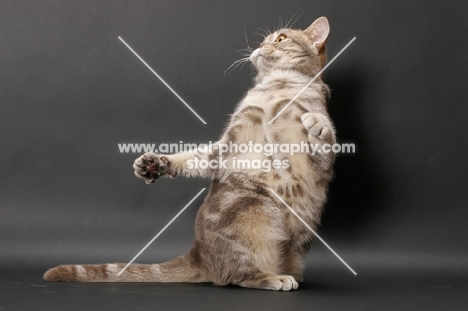 blue classic tabby American Shorthair cat jumping up