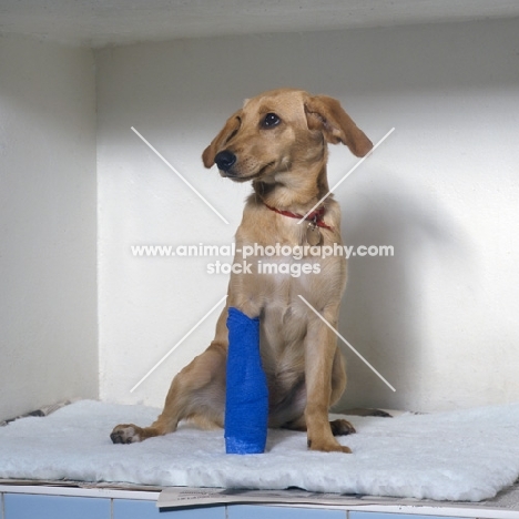 dog with bandaged leg at vet's