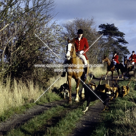 berks and bucks drag hunt, riders walking down lane with hounds