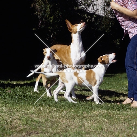 ch paran prima donna,  ibizan bitch with puppy jumping another's tail