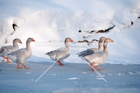 five Steinbacher geese on ice