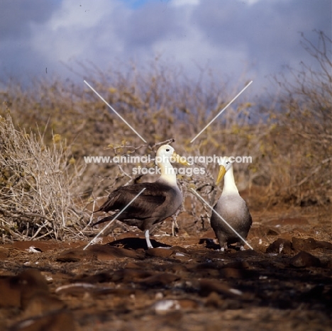waved albatross in courtship dance, hood island, galapagos islands