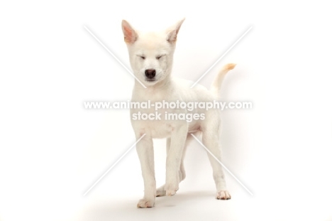 Kishu puppy, eyes closed