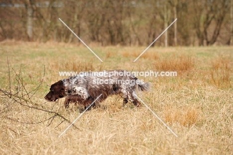 Small Munsterlander searching in field