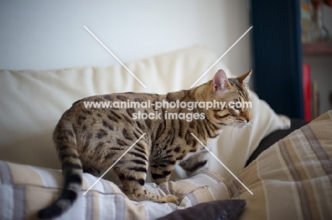 Bengal male cat on a couch
