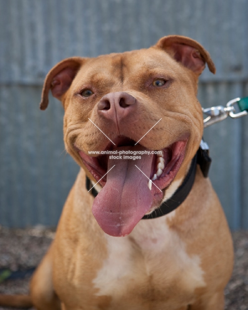 american staffordshire terrier portrait