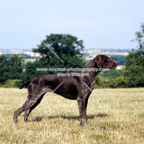 sh ch hillanhi laith (abbe) , german shorthaired pointer posing in a field