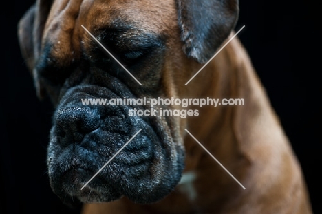 Boxer on dark background