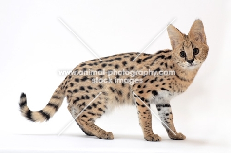 young serval cat full body, on white background