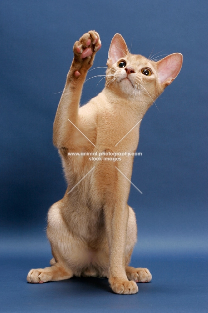 fawn Abyssinian, one leg up