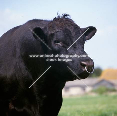 aberdeen angus bull