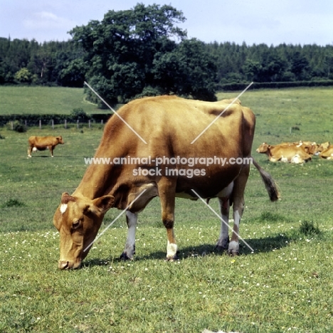 guernsey cow eating grass