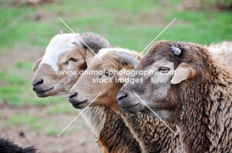 three Nguni sheep