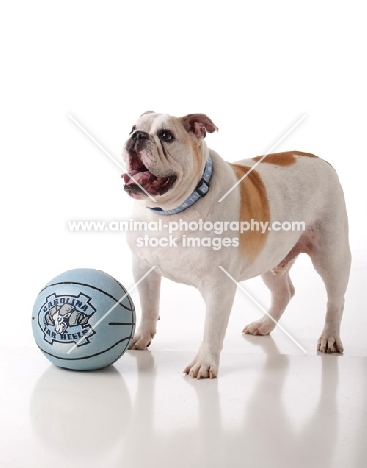 English Bulldog with ball
