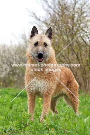 Laekenois (Belgian Shepherd) standing on grass