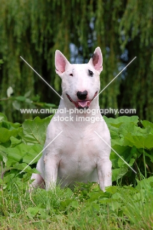 Bull Terrier