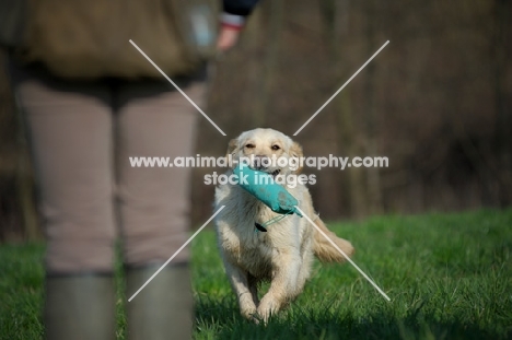 Golden retriever bringing dummy to owner