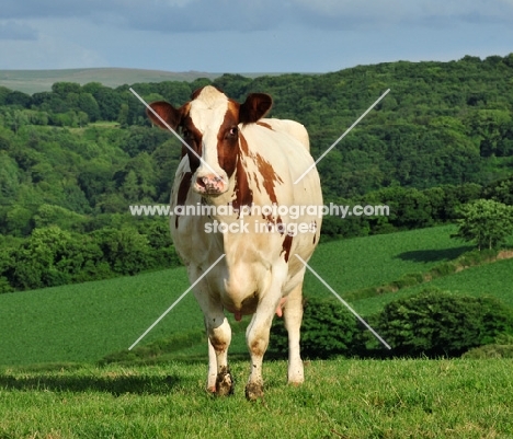 Ayrshire cow in field