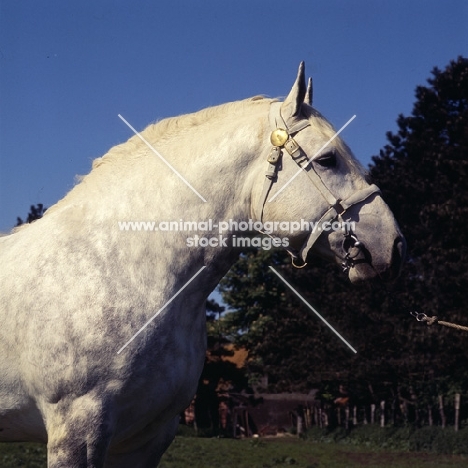 head and shoulders shot of aramis, boulonnais stallion