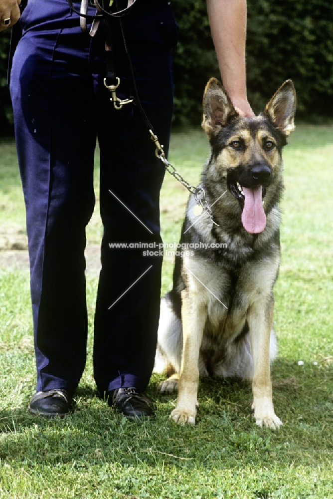 german shepherd dog in training for police work