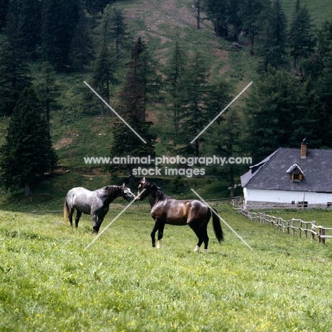 lipizzaner colts at stubalm, piber