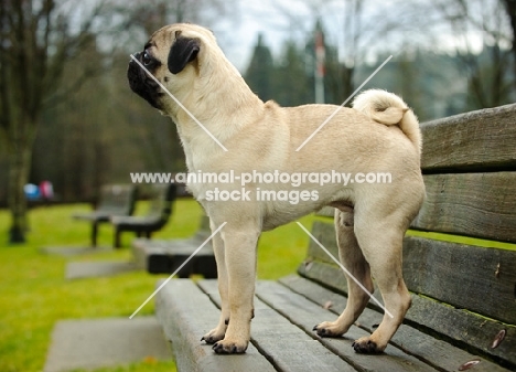 fawn Pug on bench