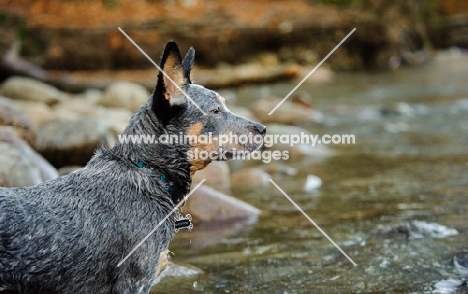 blue Australian Cattle Dog in profile