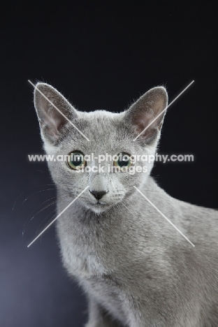 young Russian Blue cat