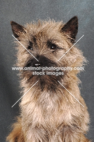 Cairn Terrier head shot on dark grey background