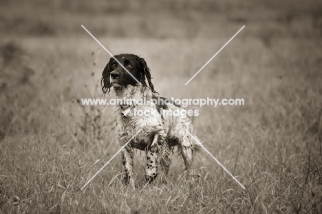 English Springer Spaniel standing in a field, one leg up