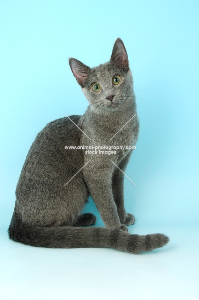russian blue cat sitting on blue background
