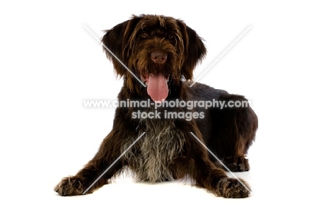 German Wirehaired Pointer lying isolated on a white background