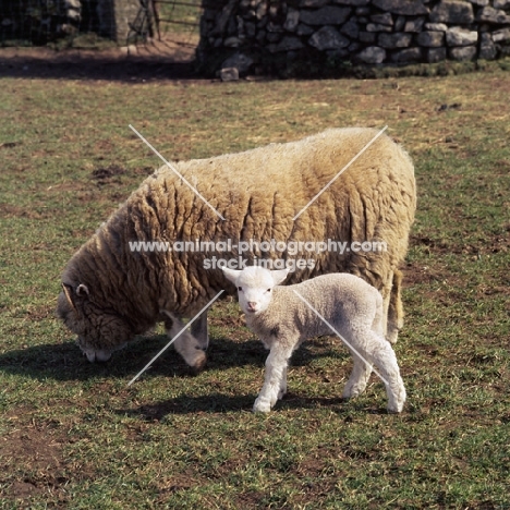 dorset horn ewe and lamb