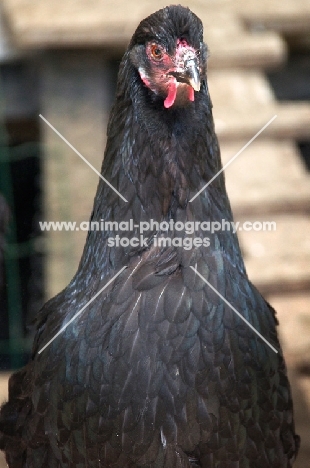 Breda Fowl (aka Kraaikop), hen