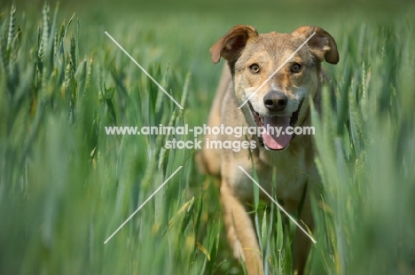 happy czechoslovakian wolfdog cross walking in tall grass