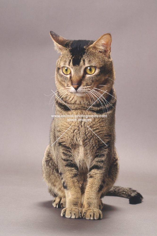 Wild Abyssinian looking away