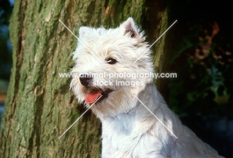 west highland white terrier, portrait