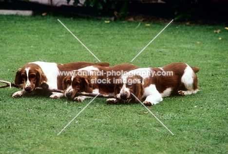 three welsh springer spaniels all holding a stick