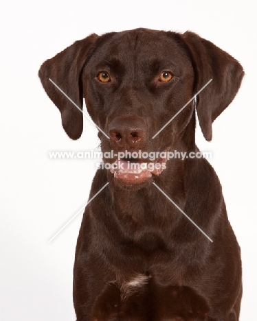 chocolate labrador retriever