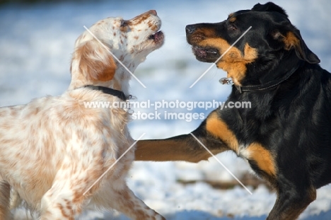 English Setter and mongrel dog play fighting in a snowy environment