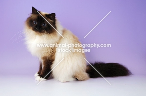 seal point birman cat sitting, side view