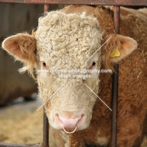 simmental bull with nose ring
