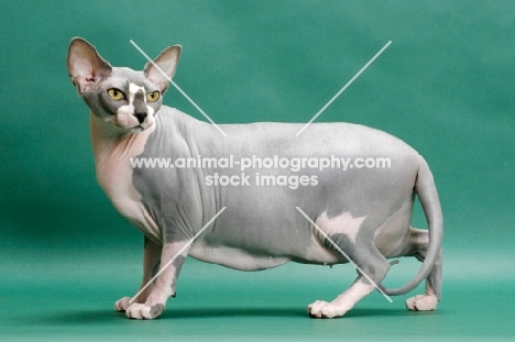 Blue & White Sphynx